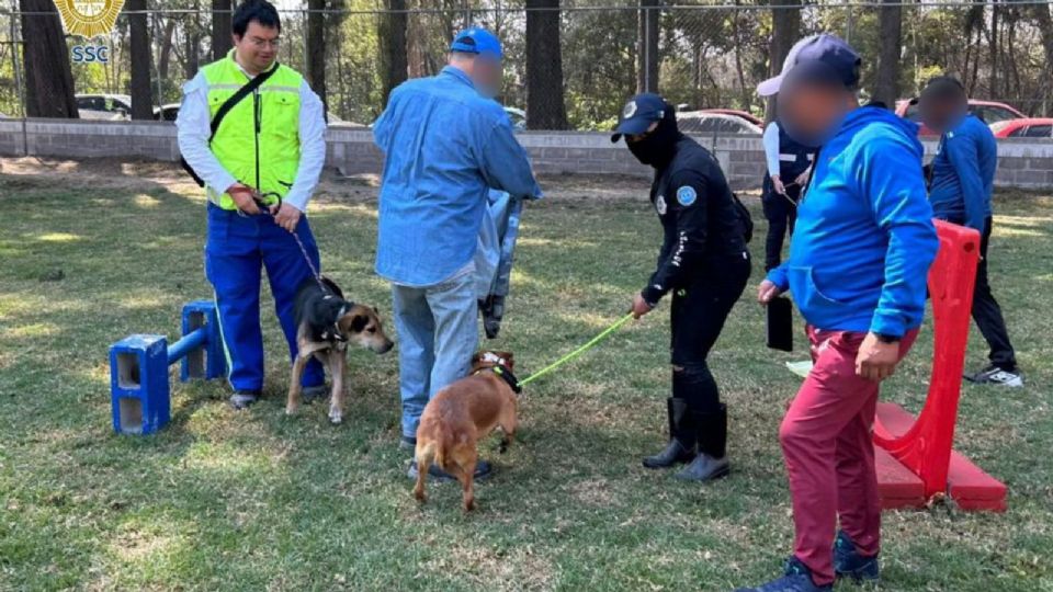 Continúan en observación los perritos del Refugio Franciscano.