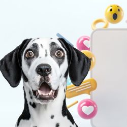 VIDEO | Captan a sujeto tirando un cachorro desde un Chevrolet Spark en Los Mochis