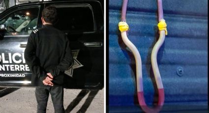 Menor hiere a policía con resortera cuando cazaba cotorros en el Centro de Monterrey