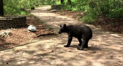 Moviliza avistamiento de oso a Protección Civil en colonia Las Privanzas de San Pedro