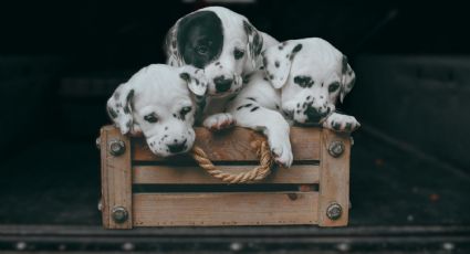 Síndrome del Arca de Noé: Cuando el amor por los animales se vuelve enfermedad