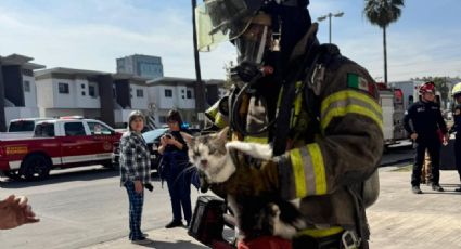 Rescatan a cinco gatitos durante incendio en casa habitación en Centrika
