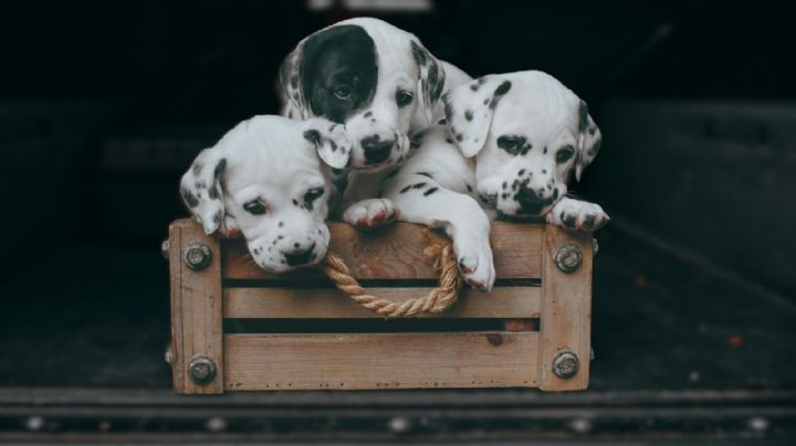 Síndrome del Arca de Noé: Cuando el amor por los animales se vuelve enfermedad