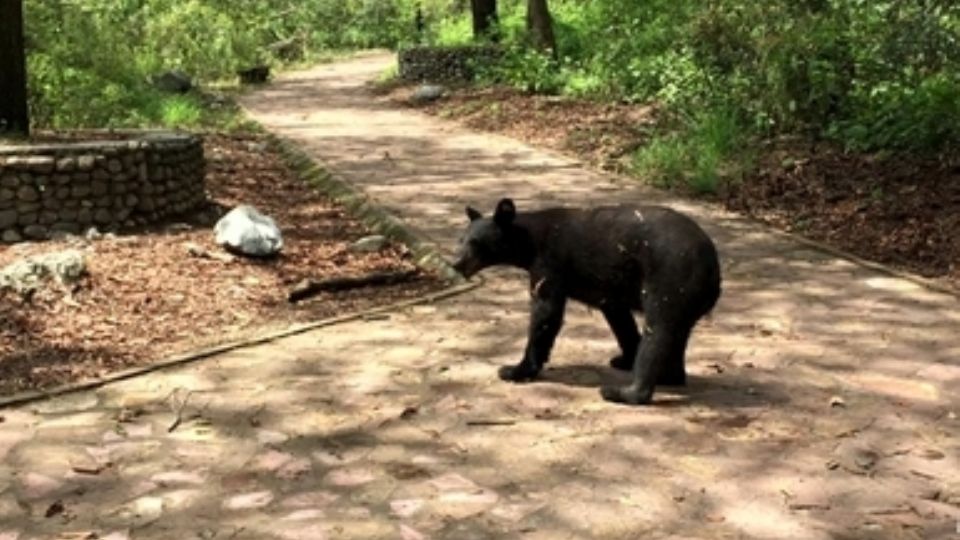 Elementos de Protección Civil Nuevo León resguardaron una zona habitacional de San Pedro tras el avistamiento de un oso que regresó a la sierra.