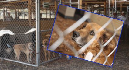 Regulación de albergues animales en CDMX: Los 6 puntos clave de la nueva propuesta de Clara Brugada