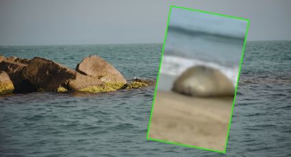 FOTOS | Visitante inesperado: Así lució el elefante marino en Nayarit