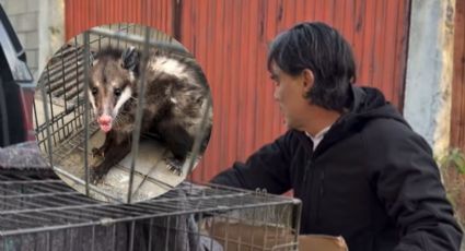 El Pato Zambrano rescata y libera a un tlacuache