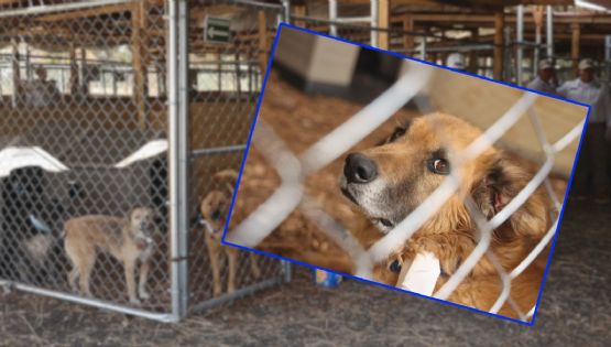 Regulación de albergues animales en CDMX: Los 6 puntos clave de la nueva propuesta de Clara Brugada