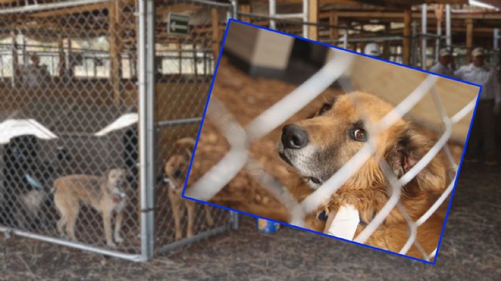 Regulación de albergues animales en CDMX: Los 6 puntos clave de la nueva propuesta de Clara Brugada