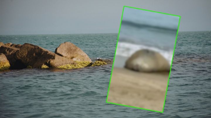 FOTOS | Visitante inesperado: Así lució el elefante marino en Nayarit