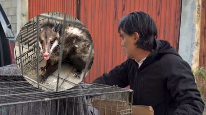 El Pato Zambrano rescata y libera a un tlacuache