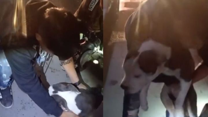 Rescatan a perrita durante incendio en vivienda de Ciénega de Flores