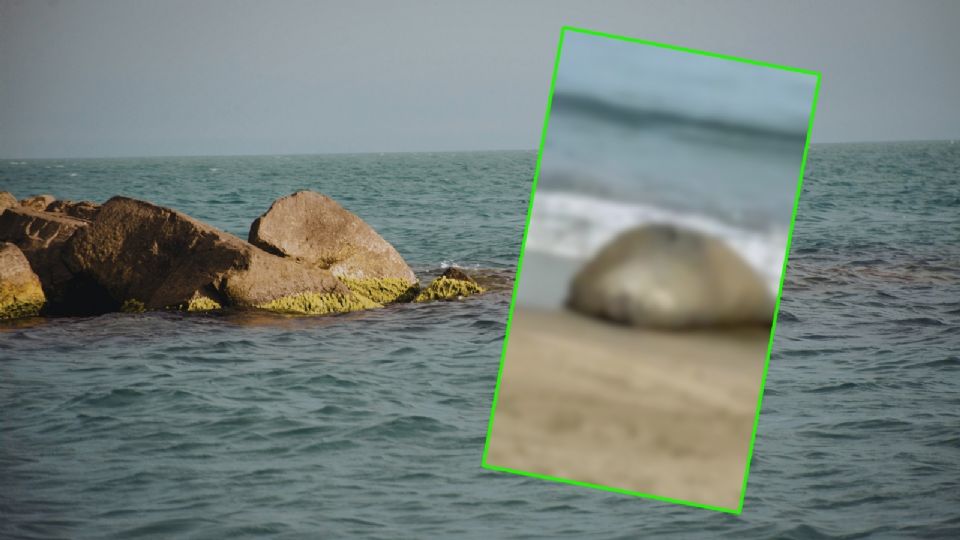 Las autoridades federales aseguraron un perímetro de protección para el elefante marino en Nayarit antes de su regreso a las profundidades del Pacífico.