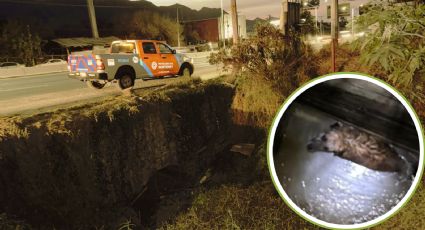 Rescatan a perrita "Pinta" que cayó en una noria sobre la Carretera Nacional al sur de Monterrey