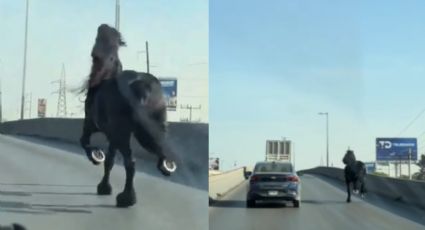 Esto se sabe del caballo captado galopando en la avenida Lincoln en Monterrey