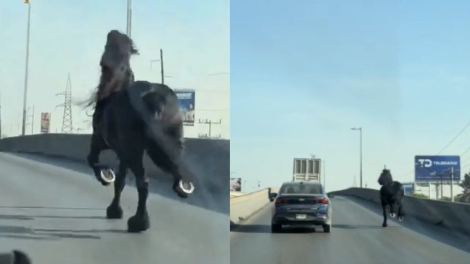 Un caballo sorprendió a automovilistas al galopar por la Avenida Lincoln, en Monterrey, durante la tarde del jueves.