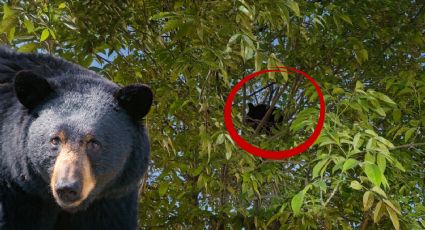 Vecinos de Apodaca reportan oso en calles de Arboledas de Santa Rosa