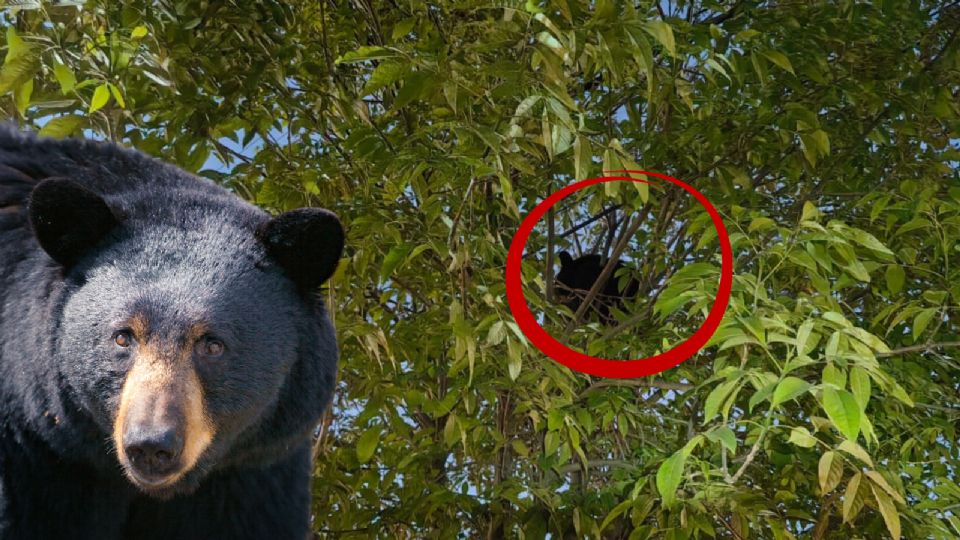 Elementos de Protección Civil Nuevo León realizaron recorridos de vigilancia tras el reporte de un oso en una zona habitacional de Apodaca.