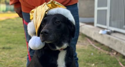 Día de Reyes 2026: Perritos rescatados llevarán las cartas de los niños a Melchor, Gaspar y Baltazar