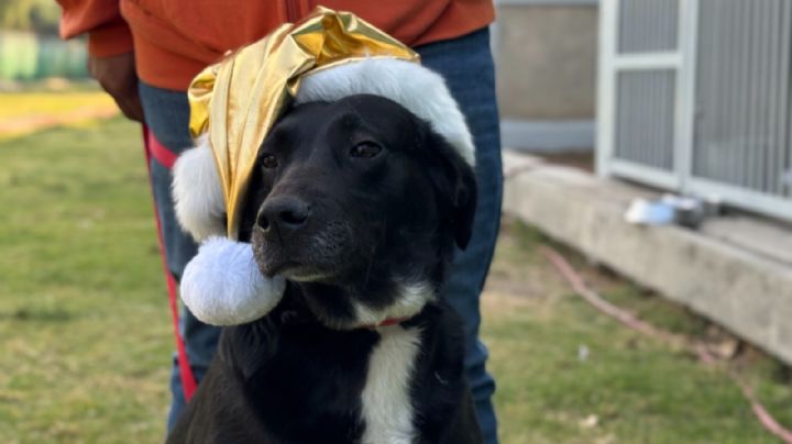 Día de Reyes 2026: Perritos rescatados llevarán las cartas de los niños a Melchor, Gaspar y Baltazar