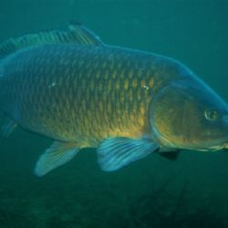 China modifica a peces genéticamente para que no tenga espinas