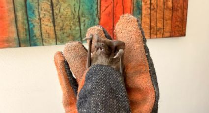 Rescatan 10 murciélagos atrapados en un departamento del Centro de Monterrey