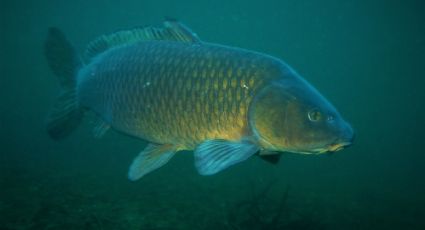 China modifica a peces genéticamente para que no tenga espinas