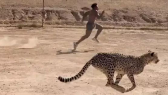 VIDEO | Compite contra guepardo y es atacado en peligroso reto, ¿qué le pasó y quién ganó?