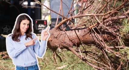 ¿Dónde llevar tu pino navideño? Escobedo habilita centros de acopio