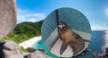 VIDEO | Salvan a lobo marino que estaba gravemente herido en playa de Sonora