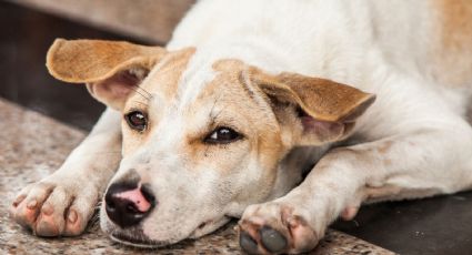 Fiscalía confirma maltrato en Refugio Franciscano y ordenan rescate masivo