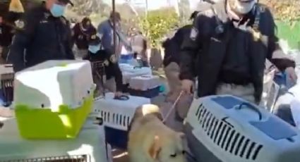 Rescate animal en Cuajimalpa: SSC y PAOT intervienen predio con 200 elementos