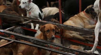 Trasladan a primeros 100 perros a un albergue en el Ajusco