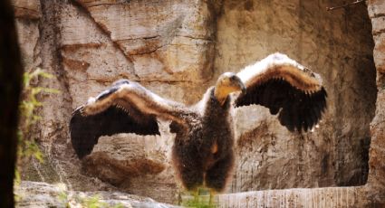 PVEM propone aumentar hasta 12 años de prisión las penas por provocar incendios forestales