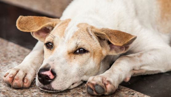 Fiscalía confirma maltrato en Refugio Franciscano y ordenan rescate masivo