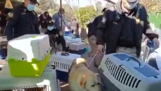 Rescate animal en Cuajimalpa: SSC y PAOT intervienen predio con 200 elementos
