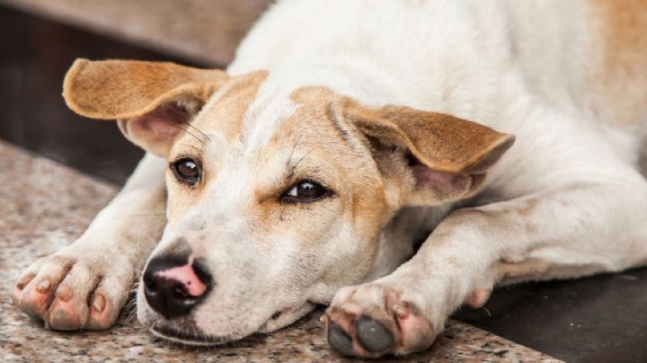 Fiscalía confirma maltrato en Refugio Franciscano y ordenan rescate masivo