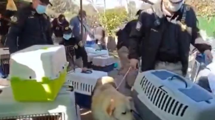 Rescate animal en Cuajimalpa: SSC y PAOT intervienen predio con 200 elementos