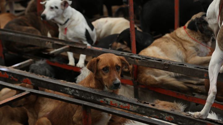 Trasladan a primeros 100 perros a un albergue en el Ajusco