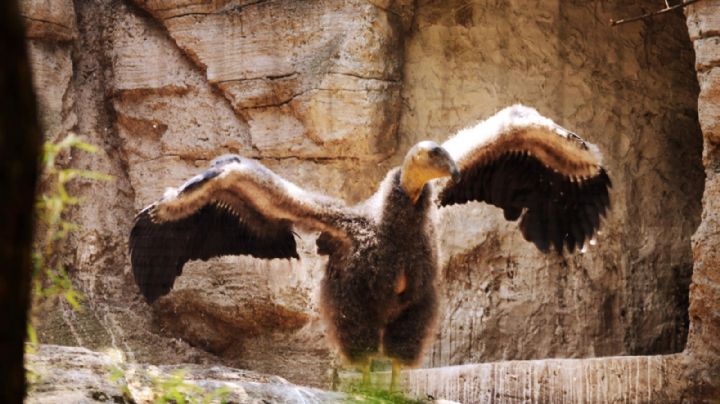 PVEM propone aumentar hasta 12 años de prisión las penas por provocar incendios forestales