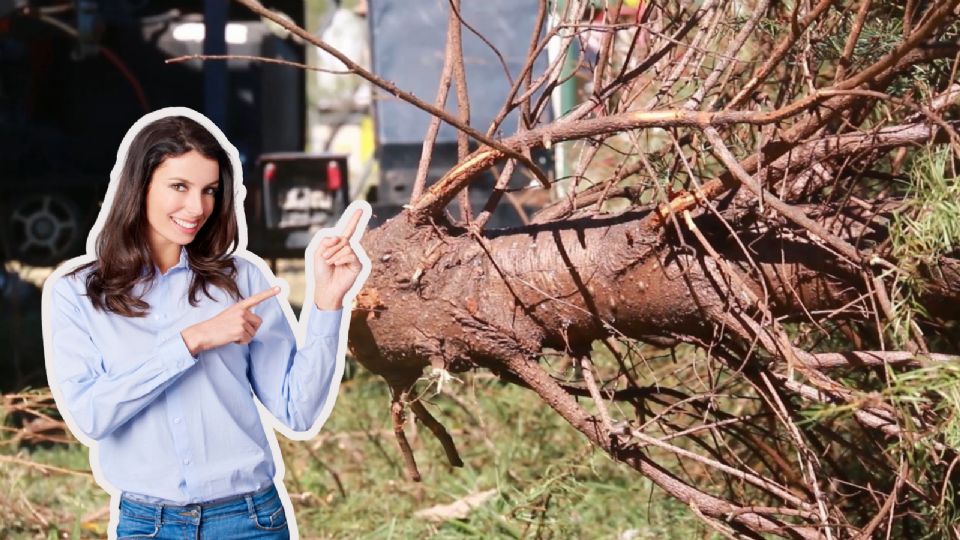 Personal municipal recibe los pinos navideños en los centros de acopio instalados en distintos puntos de Escobedo.