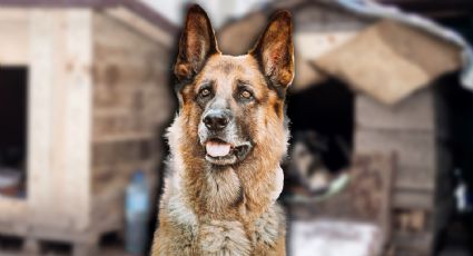 Refugio Franciscano: abogada denuncia irregularidades en resguardo de perros y gatos