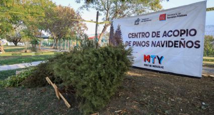 Monterrey instala 49 centros de acopio para reciclar pinos navideños