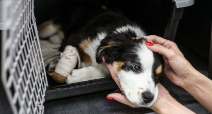 Siguen valoraciones médicas a perros y gatos en Refugio Franciscano