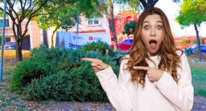 Estos son los 49 centros de acopio para reciclar tu arbolito de Navidad en Monterrey