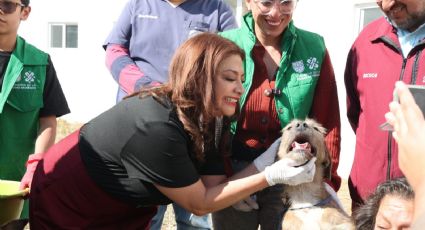 Brugada recorre refugio en el Ajusco a donde llevaron perros rescatados