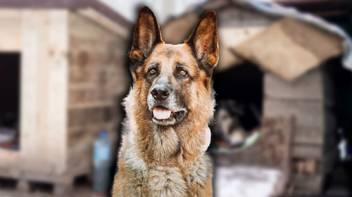 Refugio Franciscano: abogada denuncia irregularidades en resguardo de perros y gatos