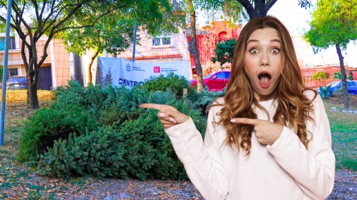 Estos son los 49 centros de acopio para reciclar tu arbolito de Navidad en Monterrey