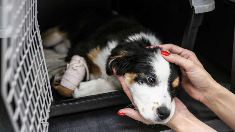 El grupo de animales rescatados son 759 perros y 39 gatos.