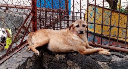 Perros abandonados, enfermos, golpeados, amarrados y quemados por fuego directo